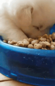 밥 먹다 잠든 아기 댕댕이.gif | 인스티즈