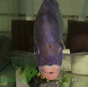 입술이 탐스럽습니다 | 인스티즈