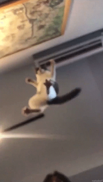 착지할때 고양이 발바닥모양 | 인스티즈