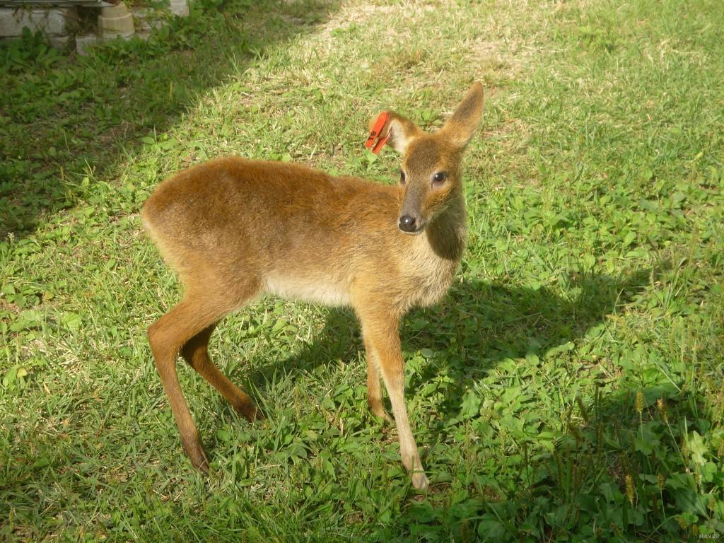 세계 멸종 위기 동물이지만 한국에서 쌍욕 는 동물 | 인스티즈