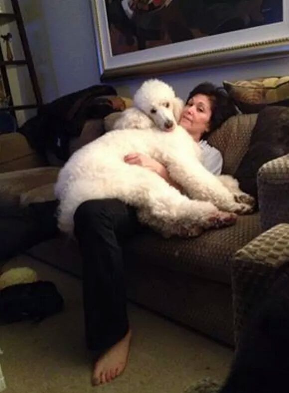 반려견은 덩치에 상관없이 자신을 아기라고 믿습니다 | 인스티즈