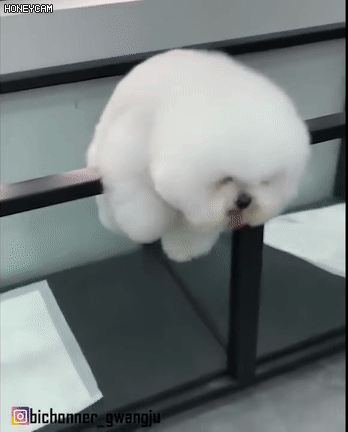 탈출하다가 딱 걸린 강아지 | 인스티즈