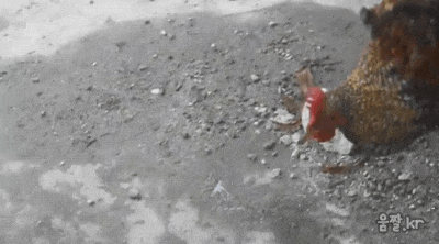 세상신기 닭 | 인스티즈