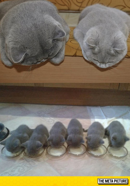 나만 고양이 없어 | 인스티즈