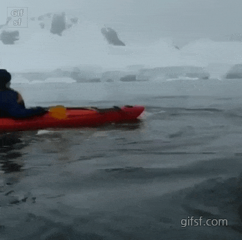 고래가 지나가도 여유있는 모습.gif | 인스티즈