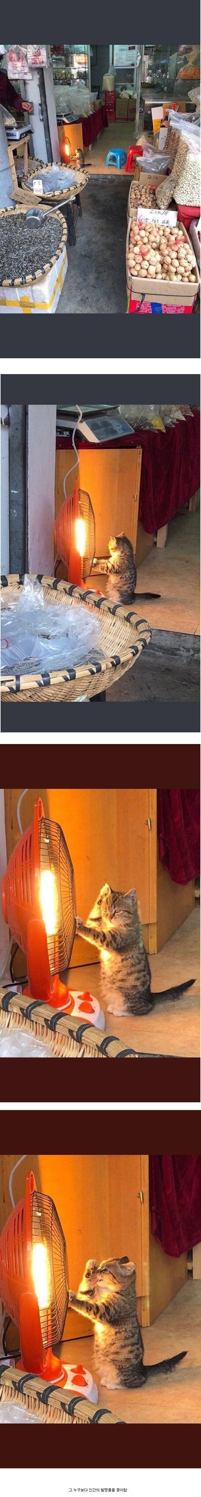 냥이가 겨울을 보내는 방법.jpg | 인스티즈