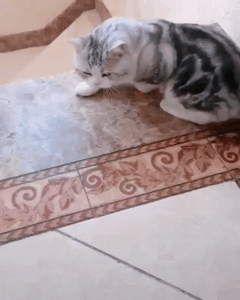 나만 고양이 없어 | 인스티즈