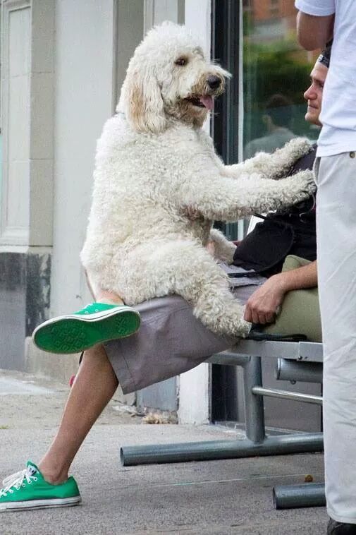 반려견은 덩치에 상관없이 자신을 아기라고 믿습니다 | 인스티즈