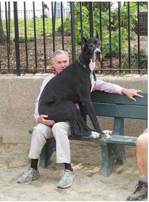 반려견은 덩치에 상관없이 자신을 아기라고 믿습니다 | 인스티즈