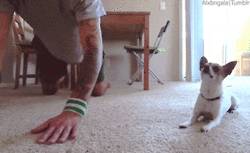 주인 따라하는 강아지들.gif | 인스티즈