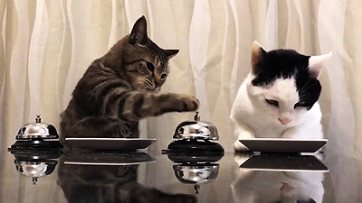 짱덕터지는 고양이 실험 | 인스티즈