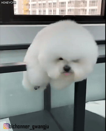 탈출하다가 딱 걸린 강아지 | 인스티즈