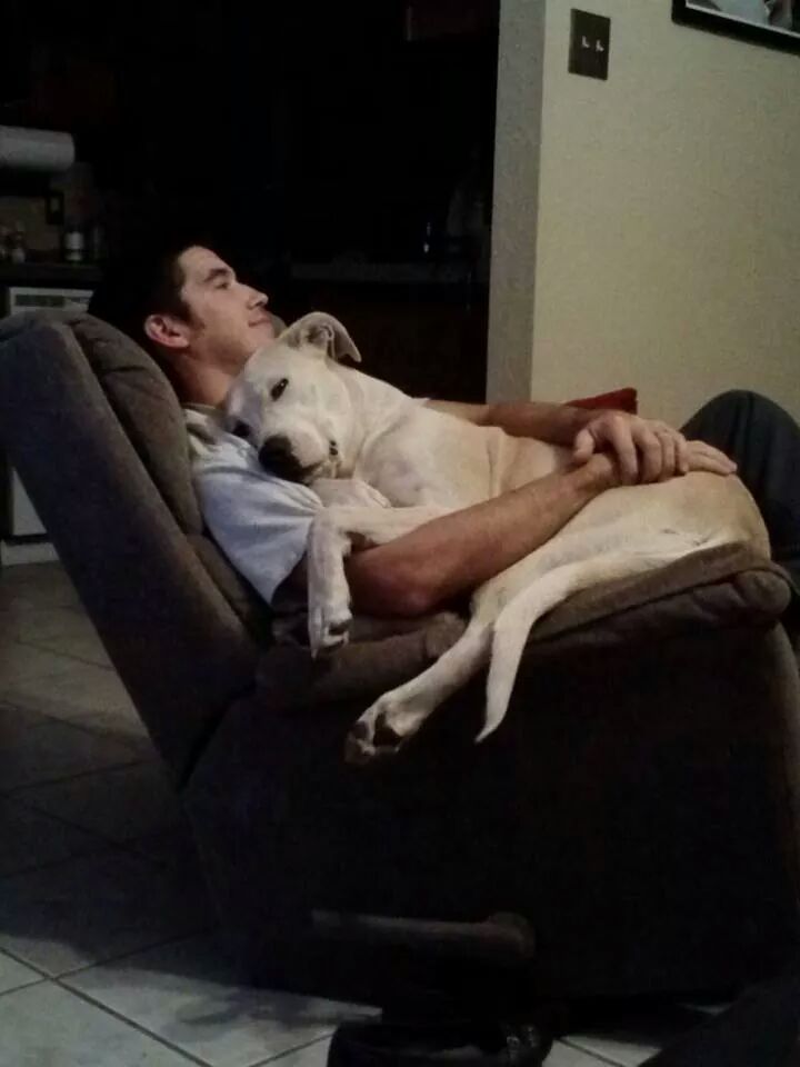 반려견은 덩치에 상관없이 자신을 아기라고 믿습니다 | 인스티즈