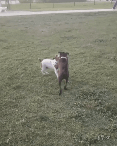 필살기 사용하는 댕댕이 | 인스티즈