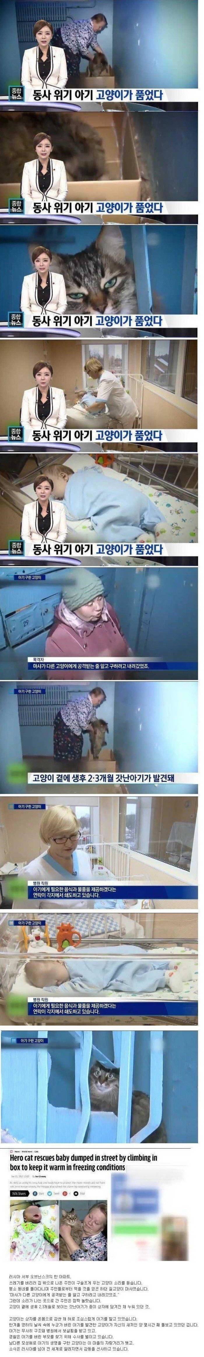 동사 위기 아기 고양이가 품어서 살림 | 인스티즈