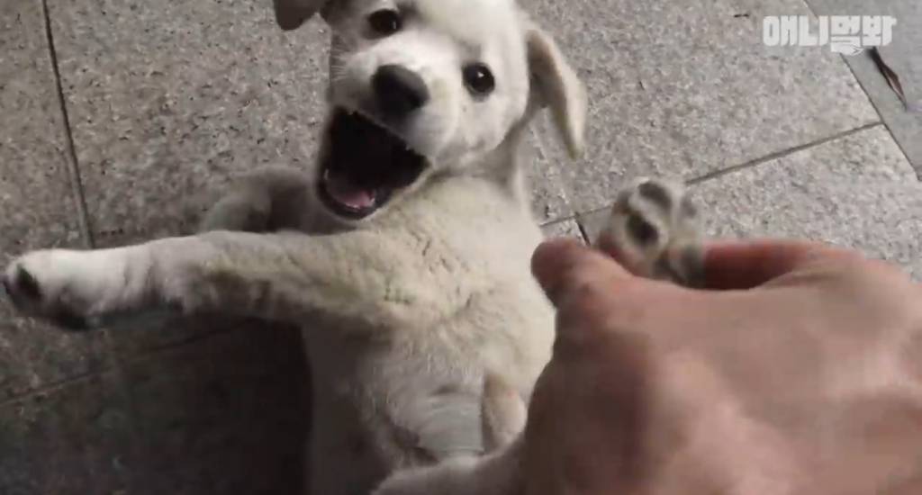 [동물농장] 심심한 댕댕이랑 놀아주는 동농 제작진ㅋㅋㅋ | 인스티즈