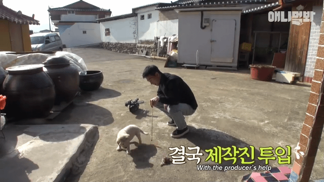 [동물농장] 심심한 댕댕이랑 놀아주는 동농 제작진ㅋㅋㅋ | 인스티즈