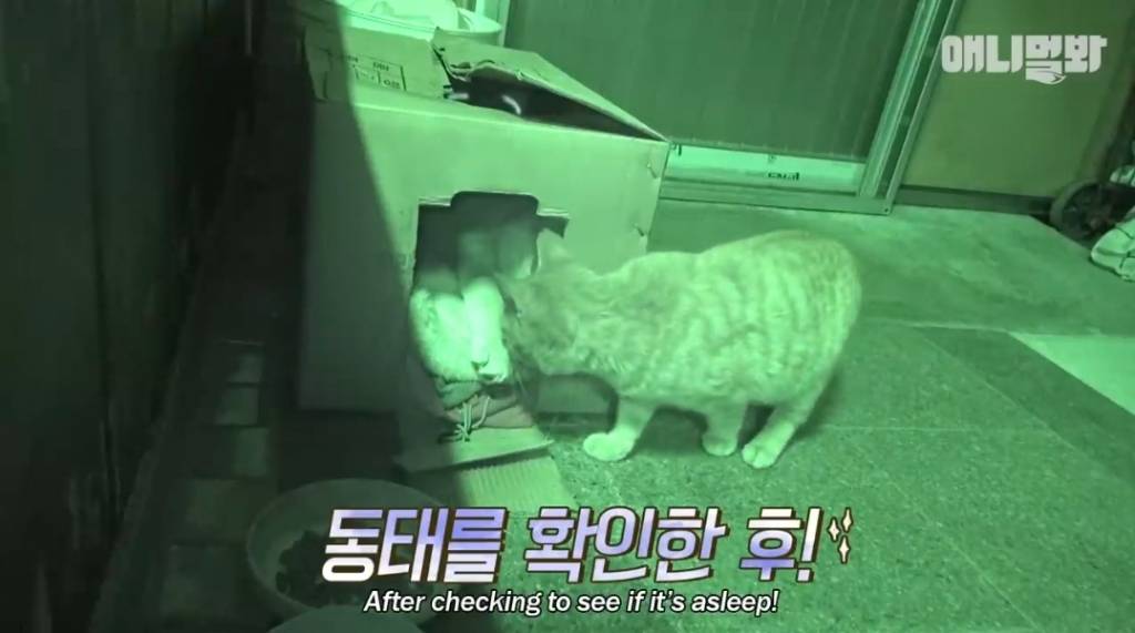 [동물농장] 심심한 댕댕이랑 놀아주는 동농 제작진ㅋㅋㅋ | 인스티즈