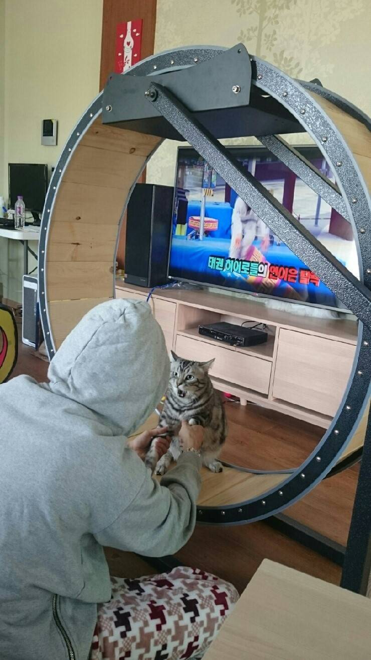 고양이용 쳇바퀴를 샀다 | 인스티즈