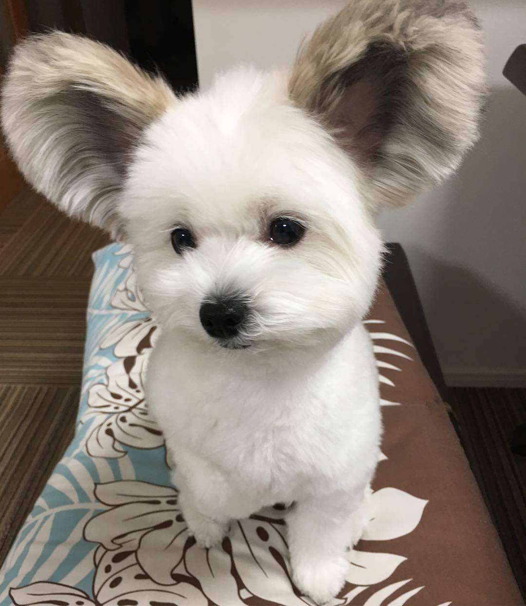 귀가 진짜 이따ヾ(＠°°＠)ﾉ만한 강아지 | 인스티즈