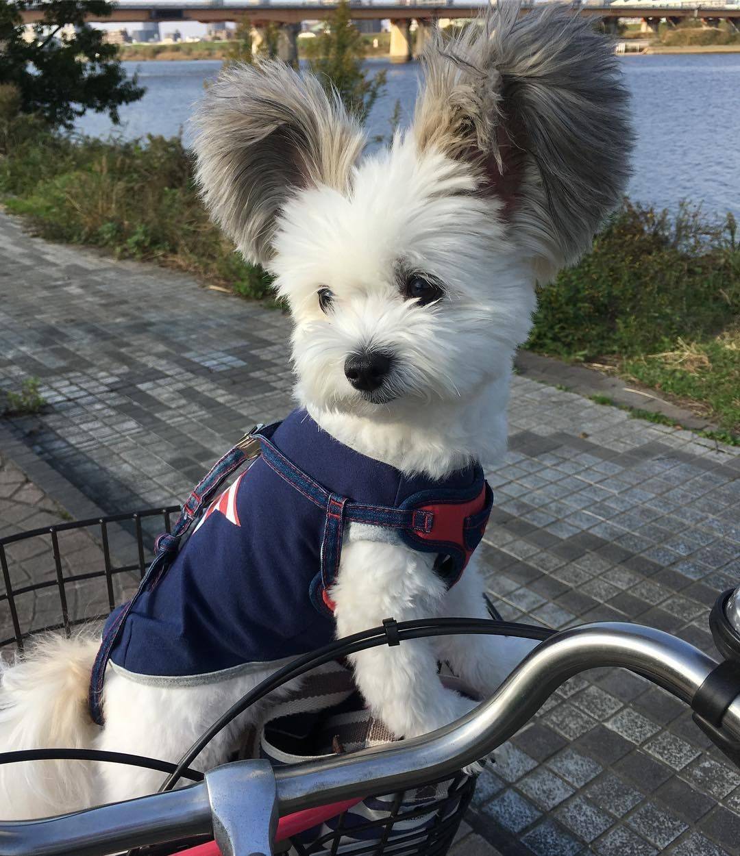 귀가 진짜 이따ヾ(＠°°＠)ﾉ만한 강아지 | 인스티즈