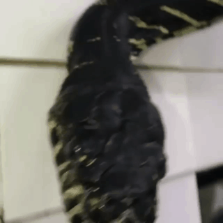 신기한 뱀 허물 벗기기.gif (주의) | 인스티즈