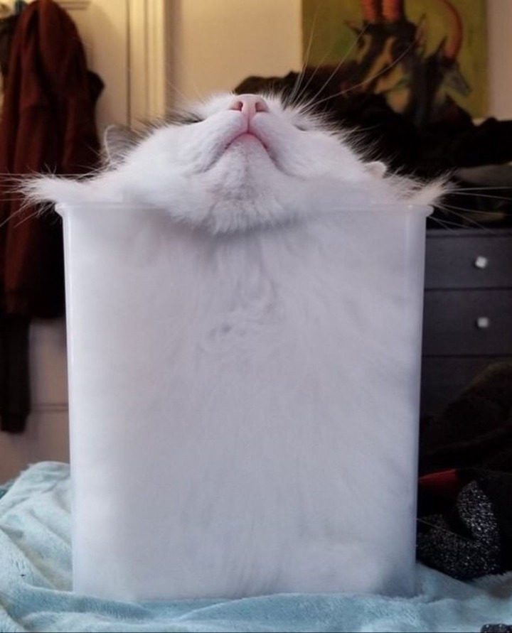 통에 들어간 고양이 | 인스티즈