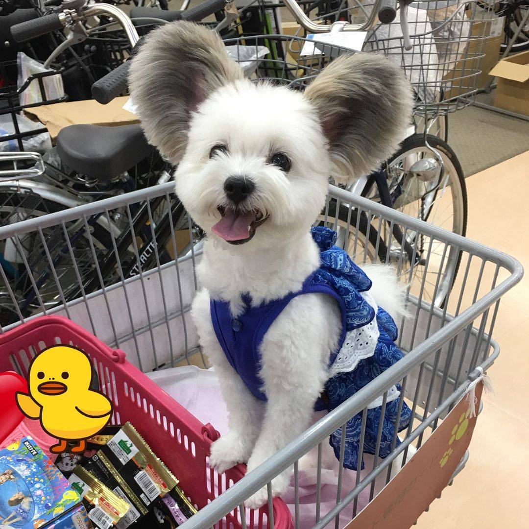 귀가 진짜 이따ヾ(＠°°＠)ﾉ만한 강아지 | 인스티즈