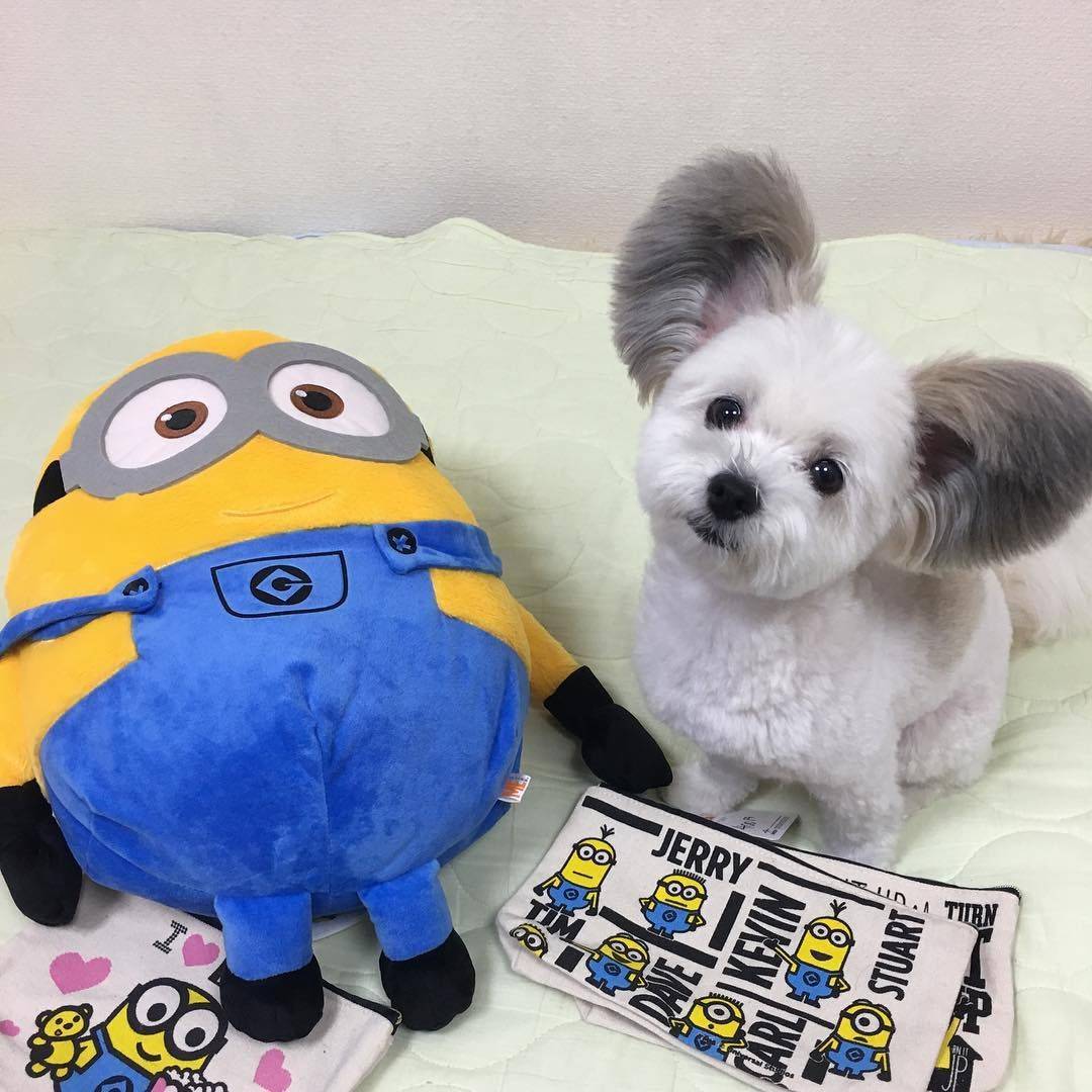 귀가 진짜 이따ヾ(＠°°＠)ﾉ만한 강아지 | 인스티즈