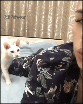 박력넘치게 키스하는 고양이.gif | 인스티즈