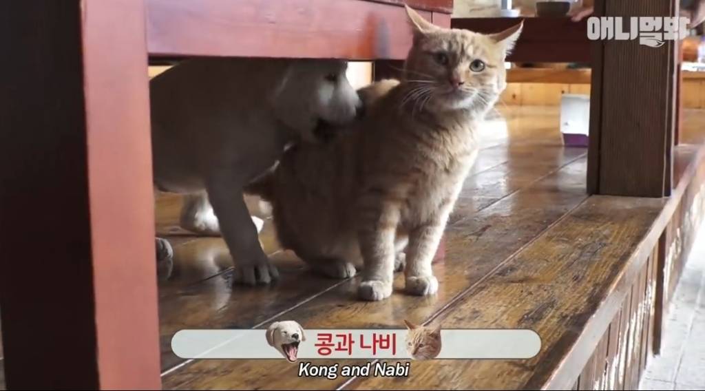 [동물농장] 심심한 댕댕이랑 놀아주는 동농 제작진ㅋㅋㅋ | 인스티즈