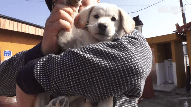 [동물농장] 심심한 댕댕이랑 놀아주는 동농 제작진ㅋㅋㅋ | 인스티즈