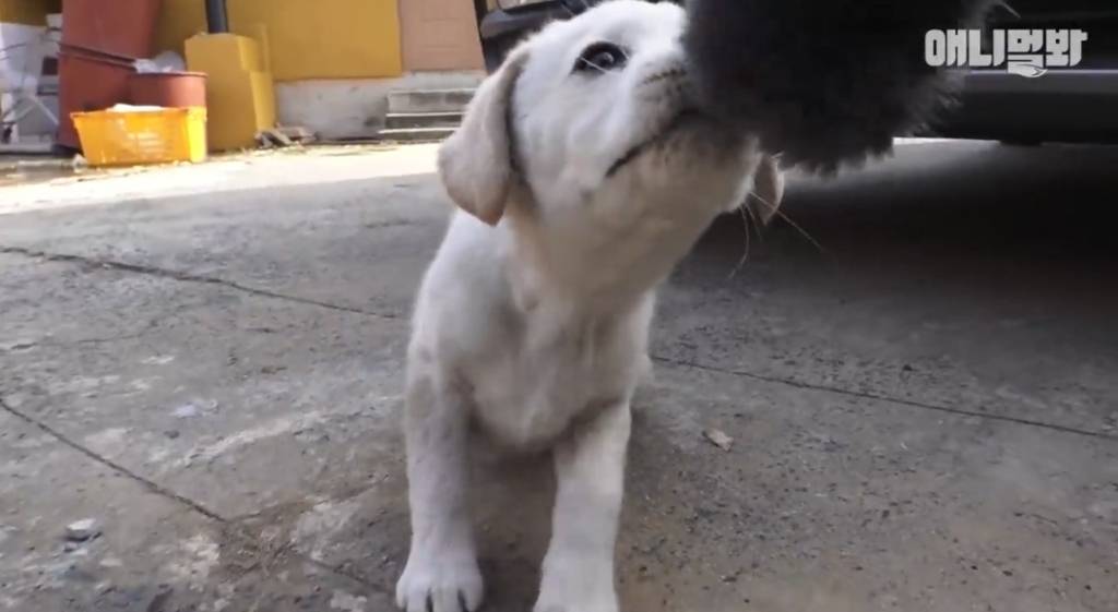 [동물농장] 심심한 댕댕이랑 놀아주는 동농 제작진ㅋㅋㅋ | 인스티즈