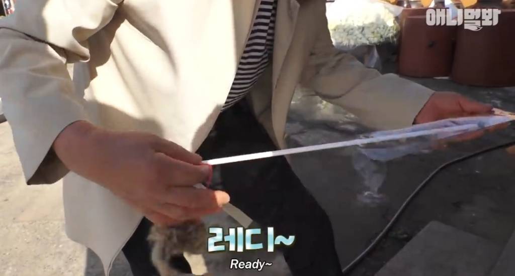 [동물농장] 심심한 댕댕이랑 놀아주는 동농 제작진ㅋㅋㅋ | 인스티즈