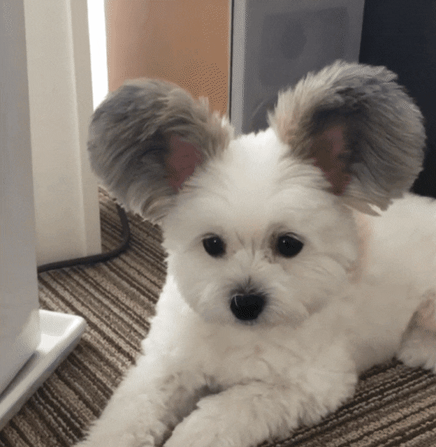귀가 진짜 이따ヾ(＠°°＠)ﾉ만한 강아지 | 인스티즈