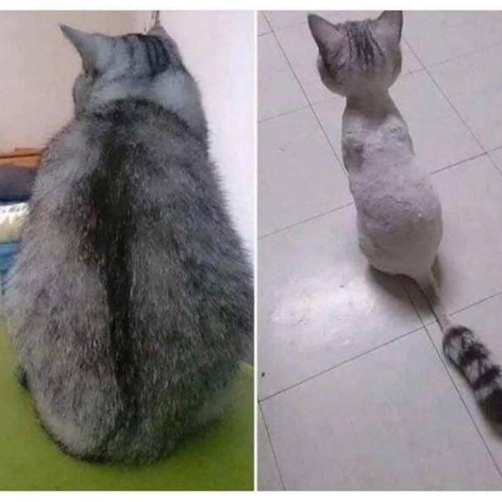 살찐줄 알았는데 털.jpg | 인스티즈