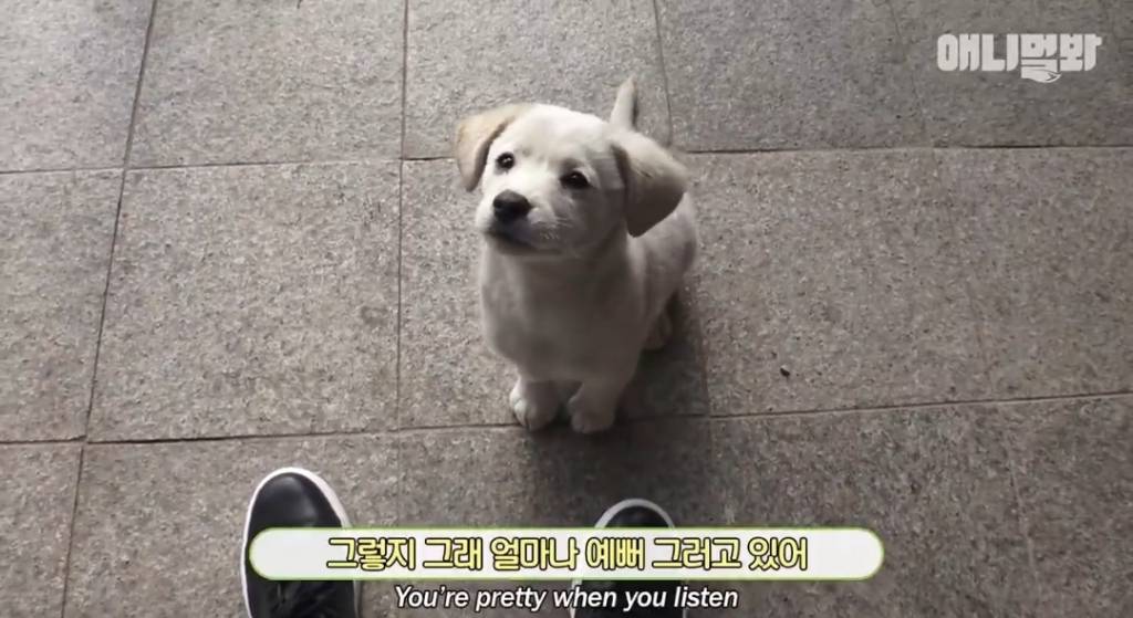 [동물농장] 심심한 댕댕이랑 놀아주는 동농 제작진ㅋㅋㅋ | 인스티즈