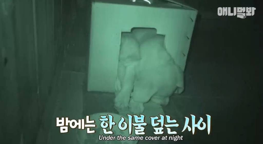 [동물농장] 심심한 댕댕이랑 놀아주는 동농 제작진ㅋㅋㅋ | 인스티즈