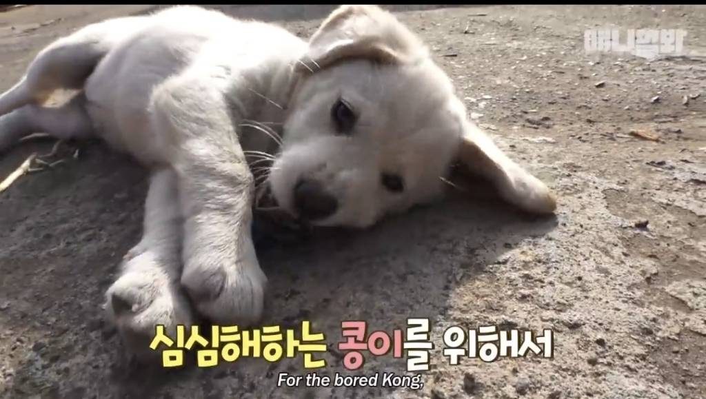 [동물농장] 심심한 댕댕이랑 놀아주는 동농 제작진ㅋㅋㅋ | 인스티즈