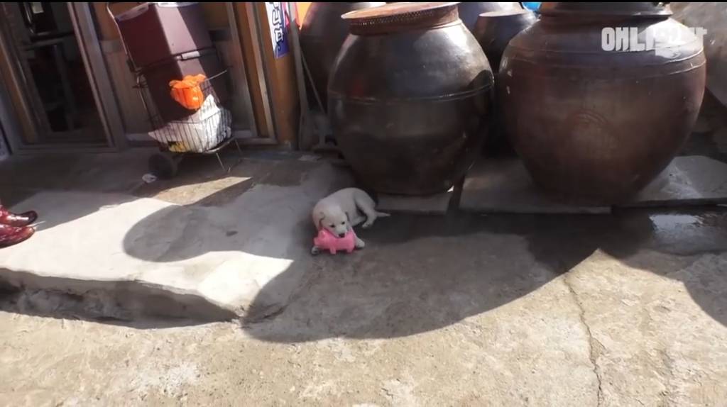 [동물농장] 심심한 댕댕이랑 놀아주는 동농 제작진ㅋㅋㅋ | 인스티즈