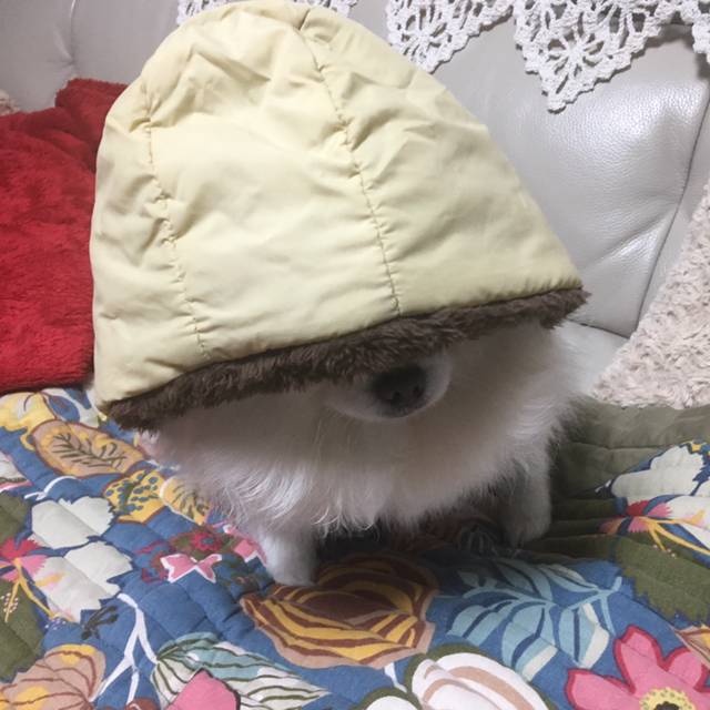 댕댕이 패딩 한 벌 해입혔습니다.jpg | 인스티즈