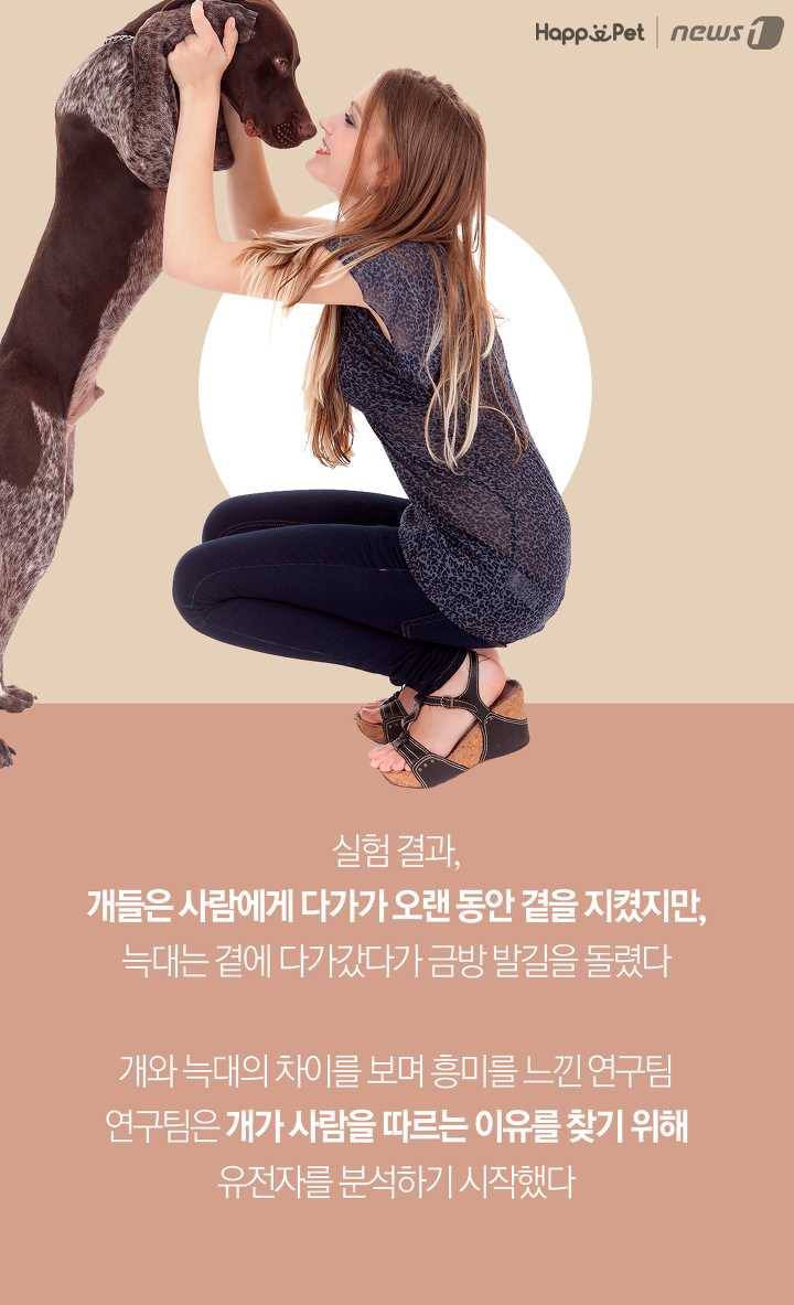 개들은 왜 처음보는 사람도 좋아할까? (이유충격) | 인스티즈