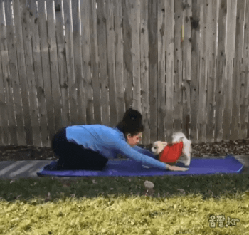 주인과 요가하는 댕댕이 | 인스티즈