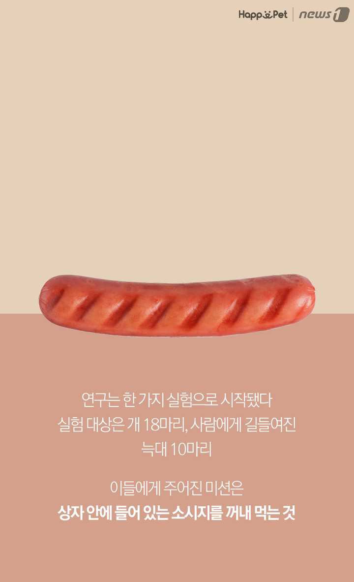 개들은 왜 처음보는 사람도 좋아할까? (이유충격) | 인스티즈