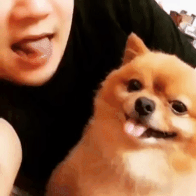 주인 눈치보는 댕댕이 | 인스티즈