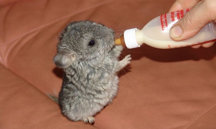 귀여운 아기 동물들 | 인스티즈