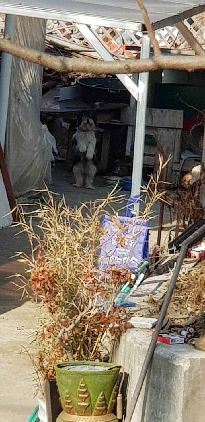 2019 첫 시골댕댕이사진 | 인스티즈