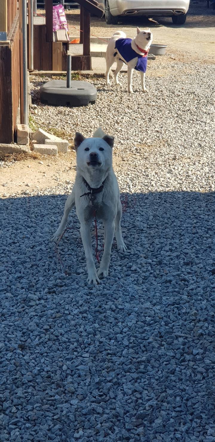 2019 첫 시골댕댕이사진 | 인스티즈