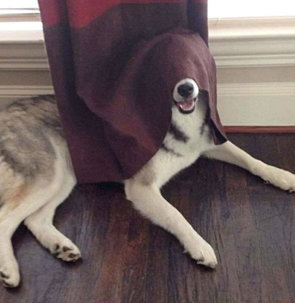 숨바꼭질 하는 댕댕이들.jpg | 인스티즈