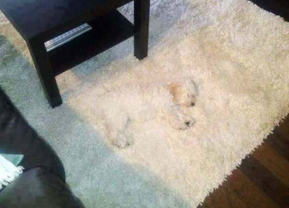 숨바꼭질 하는 댕댕이들.jpg | 인스티즈